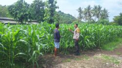 Dukung Ketahanan Pangan, Bhabinkamtibmas Desa Luk Kawal Pertumbuhan Tanaman Jagung Hibrida Warga