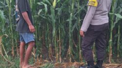 Dukung Program Nasional, Polsek Kempo Lakukan Pemantauan Lahan Jagung Warga