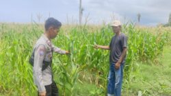 Polsek Kempo Lakukan Pemantauan Lahan Jagung Warga, Dukung Program Ketahanan Pangan Nasional