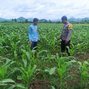 Polsek Pajo Laksanakan Pemantauan Lahan Jagung Warga Binaan Dukung Program Ketahanan Pangan Nasional