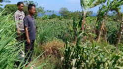 Polsek Pekat Laksanakan Pemantauan Lahan Jagung Warga Binaan di Desa Calabai