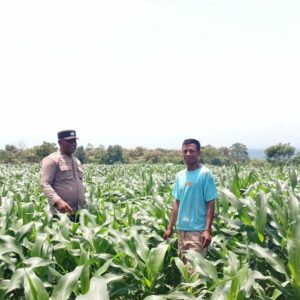 BHABINKAMTIBMAS DESA SORITATANGA PANTAU LAHAN JAGUNG WARGA DUKUNG KETAHANAN PANGAN NASIONAL