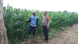 Dukung Kedaulatan Pangan, BKTM Desa Lamenta Pantau Langsung Perawatan Tanaman Jagung Warga