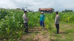 Dukung Ketahanan Pangan, Kapolsek Plampang Turun Langsung Pantau Pertumbuhan Jagung Warga