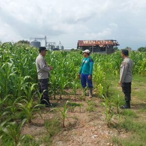 Dukung Ketahanan Pangan, Kapolsek Plampang Turun Langsung Pantau Pertumbuhan Jagung Warga