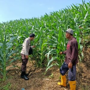 Bhabinkamtibmas Polsek Pekat Lakukan Pemantauan Lahan Jagung Warga Dukung Ketahanan Pangan Nasional