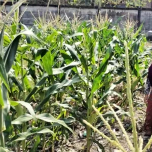 Polri Dorong Ketahanan Pangan di Labuapi Lombok Barat