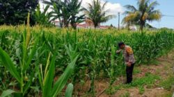 Polri Dampingi Petani Jagung di Labuapi Perkuat Ketahanan Pangan