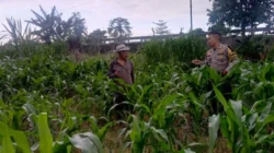 Dukung Asta Cita, Bhabinkamtibmas Labuapi Pantau Lahan Jagung