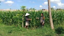 Bhabinkamtibmas Bagik Polak Barat Kawal Produktivitas Petani Lokal