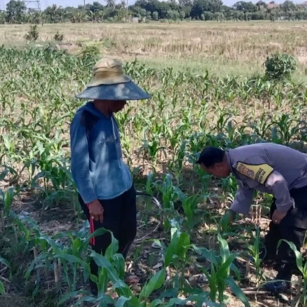 Polsek Labuapi Dorong Optimalisasi Lahan Pekarangan Warga