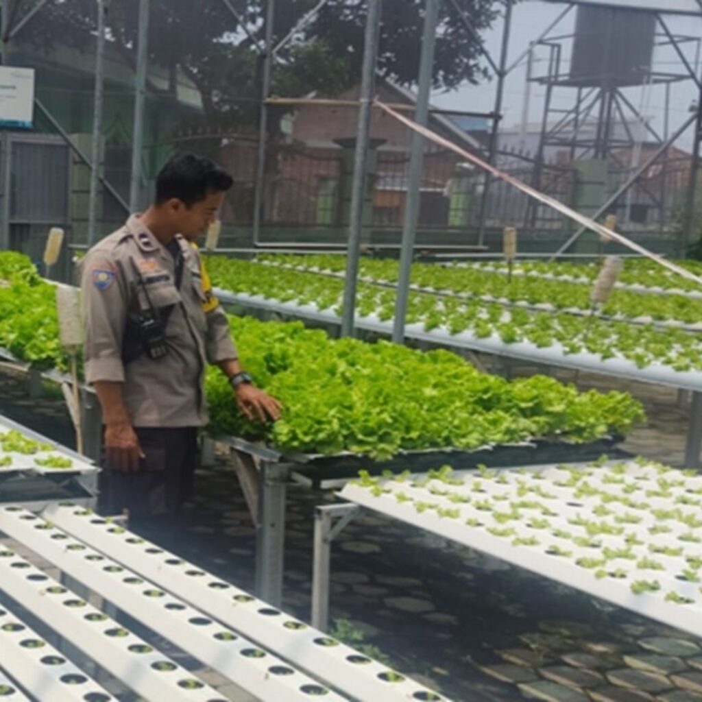 Kemandirian Pangan di Lombok Barat Dari Selada Hingga Palawija