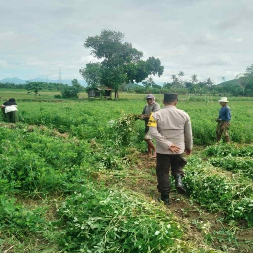 Sinergi Bhabinkamtibmas dan Petani Jagung di Desa Taman Ayu