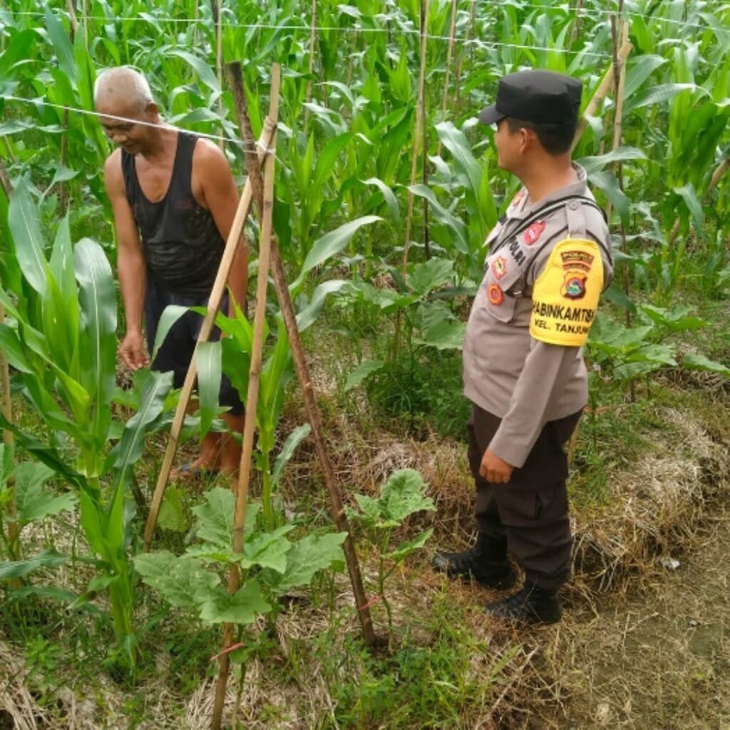 BHABINKAMTIBMAS KELURAHAN TANJUNG LAKUKAN PENGECEKAN LAHAN TANAMAN JAGUNG DI TIMBA BOROK