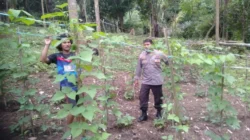 Bhabinkamtibmas Pusuk Lestari Sulap Lahan Tidur Jadi Produktif