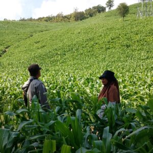 Polsek Manggelewa Pantau Lahan Jagung Warga Dukung Ketahanan Pangan Menuju Indonesia Emas 2045