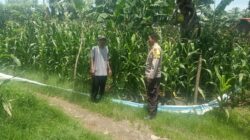 Bhabinkamtibmas Polsek Hu’u Pantau Lahan Jagung Warga Binaan di Desa Rasabou, Dukung Ketahanan Pangan Nasional