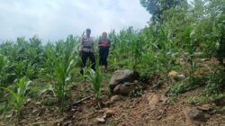 Wujudkan Ketahanan Pangan Nasional, Bhabinkamtibmas Desa Tarusa Sambangi dan Beri Motivasi Petani Jagung