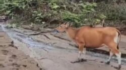 Respon Cepat Polsek Hu’u Amankan Terduga Pelaku Pencurian Ternak dari Amukan Massa