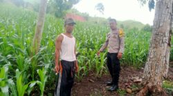 Bhabinkamtibmas Desa Woko Pantau Lahan Jagung Warga, Dukung Ketahanan Pangan Nasional Menuju Indonesia Emas