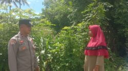 Dukung Asta Cita Presiden RI, Bhabinkamtibmas Desa Rhee Turun Langsung Pantau Pertumbuhan Jagung Hibrida