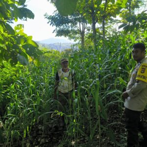 Dukung Ketahanan Pangan, Bhabinkamtibmas Desa Sangia Pantau Lahan Jagung Warga