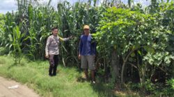 Bhabinkamtibmas Desa Songgajah Pantau Lahan Jagung Warga, Dukung Ketahanan Pangan Nasional Menuju Indonesia Emas 2045