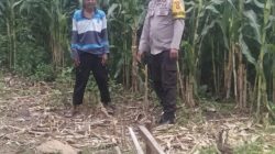 Bhabinkamtibmas Desa Saneo Pantau Lahan Jagung Warga, Dukung Ketahanan Pangan Nasional Menuju Indonesia Emas 2045