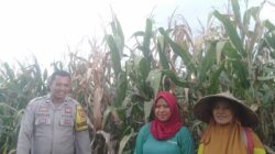 Bhabinkamtibmas Desa Saneo Pantau Lahan Jagung Warga, Dukung Ketahanan Pangan Menuju Indonesia Emas 2045