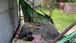 Tolak Disuruh Cari Rumput, Seorang Pemuda di Plampang Diduga Dibakar Ibu Kandungnya Sendiri