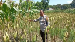 Polri Perkuat Ketahanan Pangan di Desa Merembu