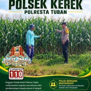 ANGGOTA POLSEK KEREK POLRESTA TUBAN PANTAU PERTUMBUHAN TANAM JAGUNG