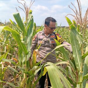 Dukung Astacita Presiden, Polsek Kenduruan Polresta Tuban Pantau Perkembangan Tanaman Jagung Petani