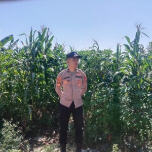 Anggota Polsek Singgahan Polresta Tuban Turun Cek Tanaman jagung Warga di Desa Mulyorejo