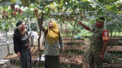 Jelang Panen Anggur, Babinsa dan PPL Peteluan Indah Dampingi Petani Tingkatkan Produktivitas