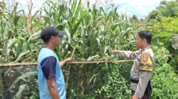 Sukseskan program ketahanan pangan nasional, Bhabinkamtibmas Polsek Bolo Cek Pertumbuhan Jagung Warga Binaan
