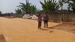 Panen Melimpah, Bhabinkamtibmas Polsek Tambakboyo Dampingi Petani Jemur Jagung Hasil Panen