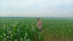 Anggota Polsek Singgahan Polresta Tuban Turun Cek Tanaman jagung Warga di Desa Lajo Lor