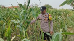 Dukung Astacita Presiden, Polsek Kenduruan Polresta Tuban Pantau Perkembangan Tanaman Jagung Petani