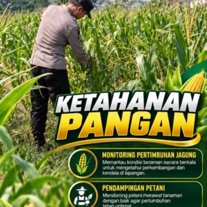Mendukung Program Ketahanan Pangan, Bhabinkamtibmas Monitoring Pertumbuhan Jagung