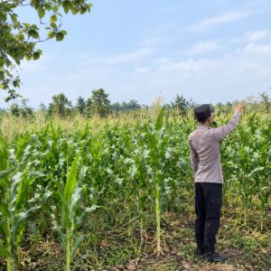 Dukung Ketahanan Pangan Nasional, Bhabinkamtibmas Polsek Tambakboyo Monitoring Lahan Jagung Binaan