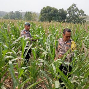 Dukung Astacita Presiden, Polsek Kenduruan Polresta Tuban Pantau Perkembangan Tanaman Jagung Petani